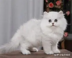 字母哥场均17+8的内赛后发声的简单介绍|VG棋牌官网入口
